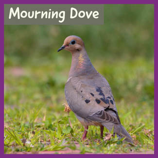 Mourning Dove